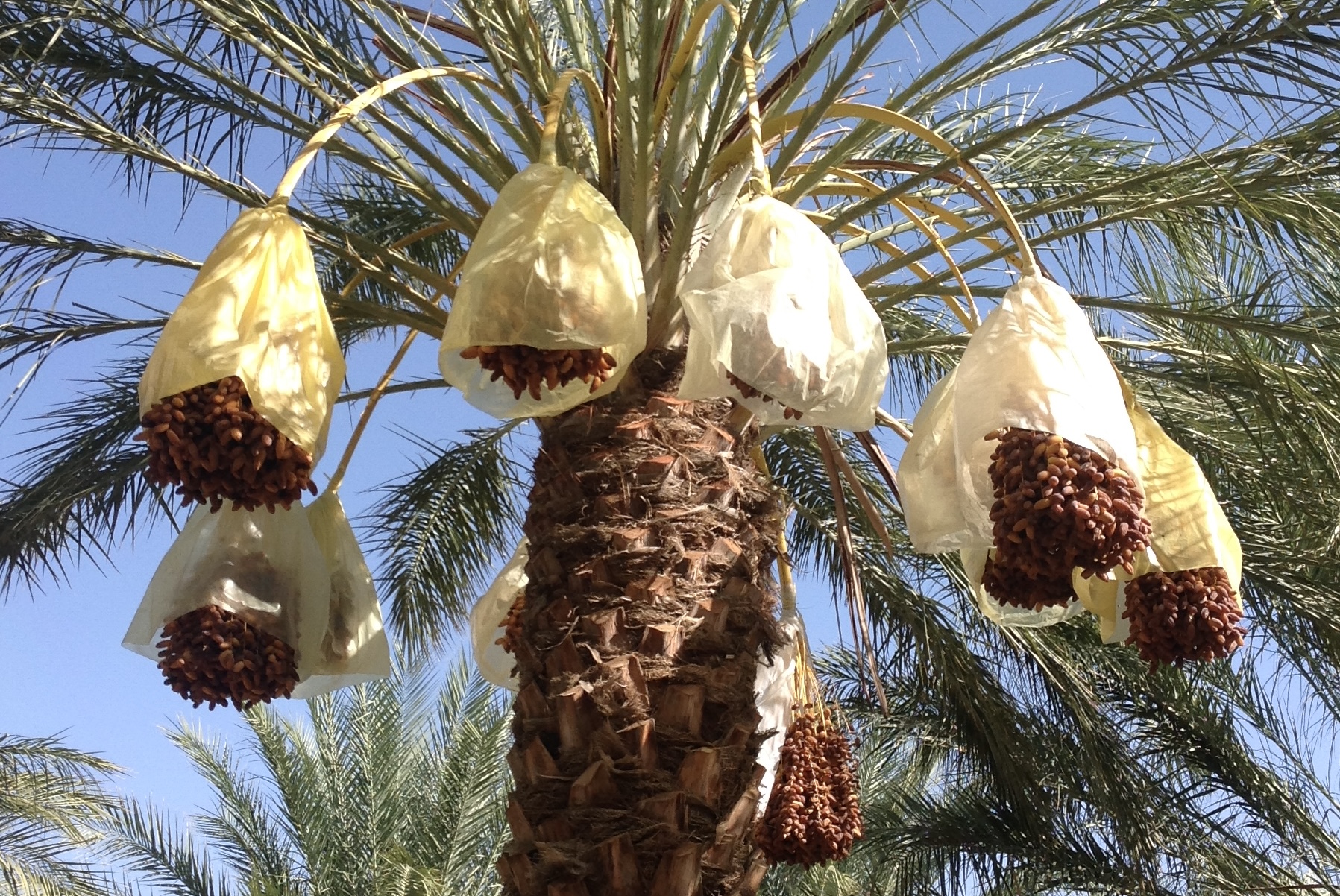 PalmBites Farms and Workers
