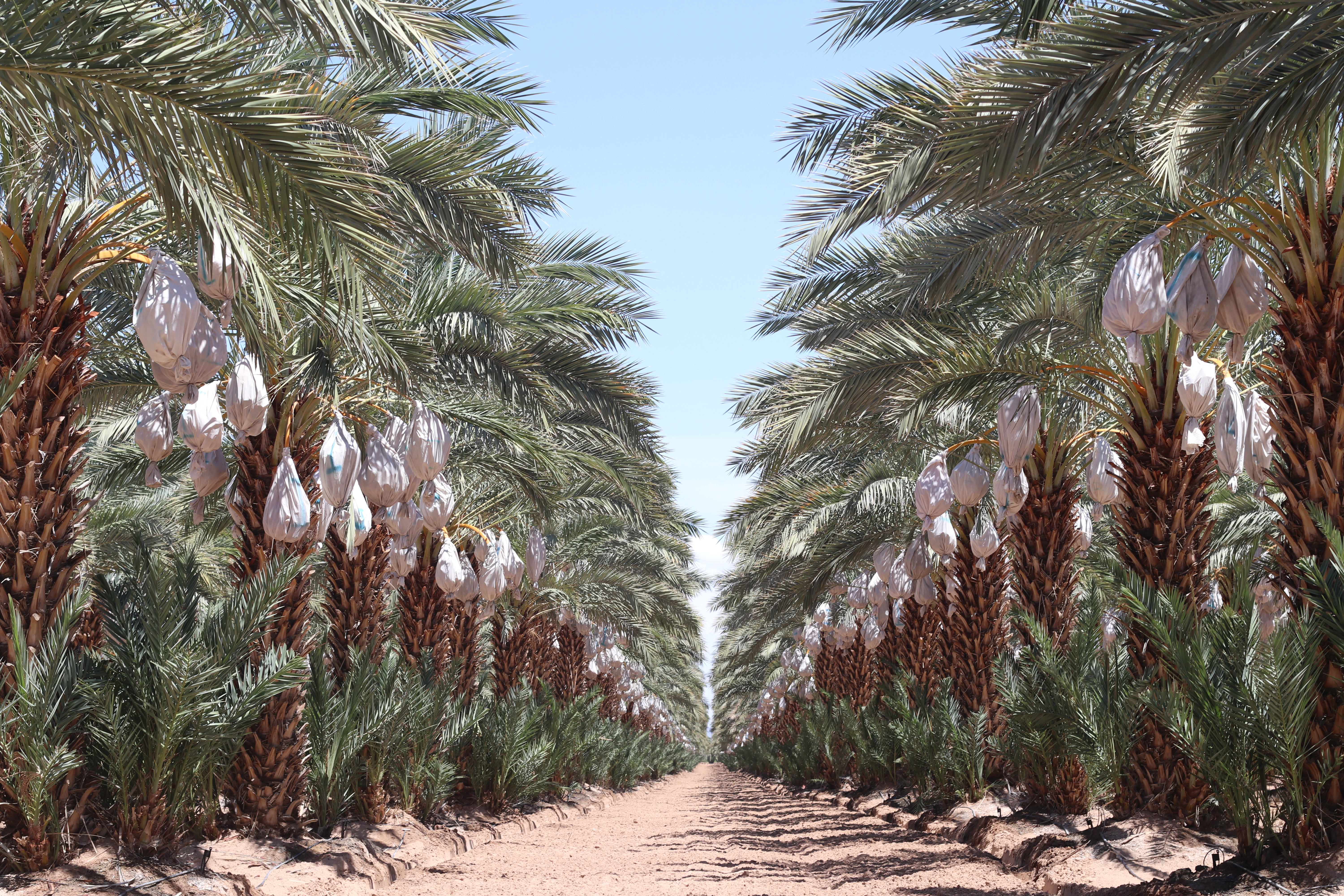 PalmBites Farms and Workers