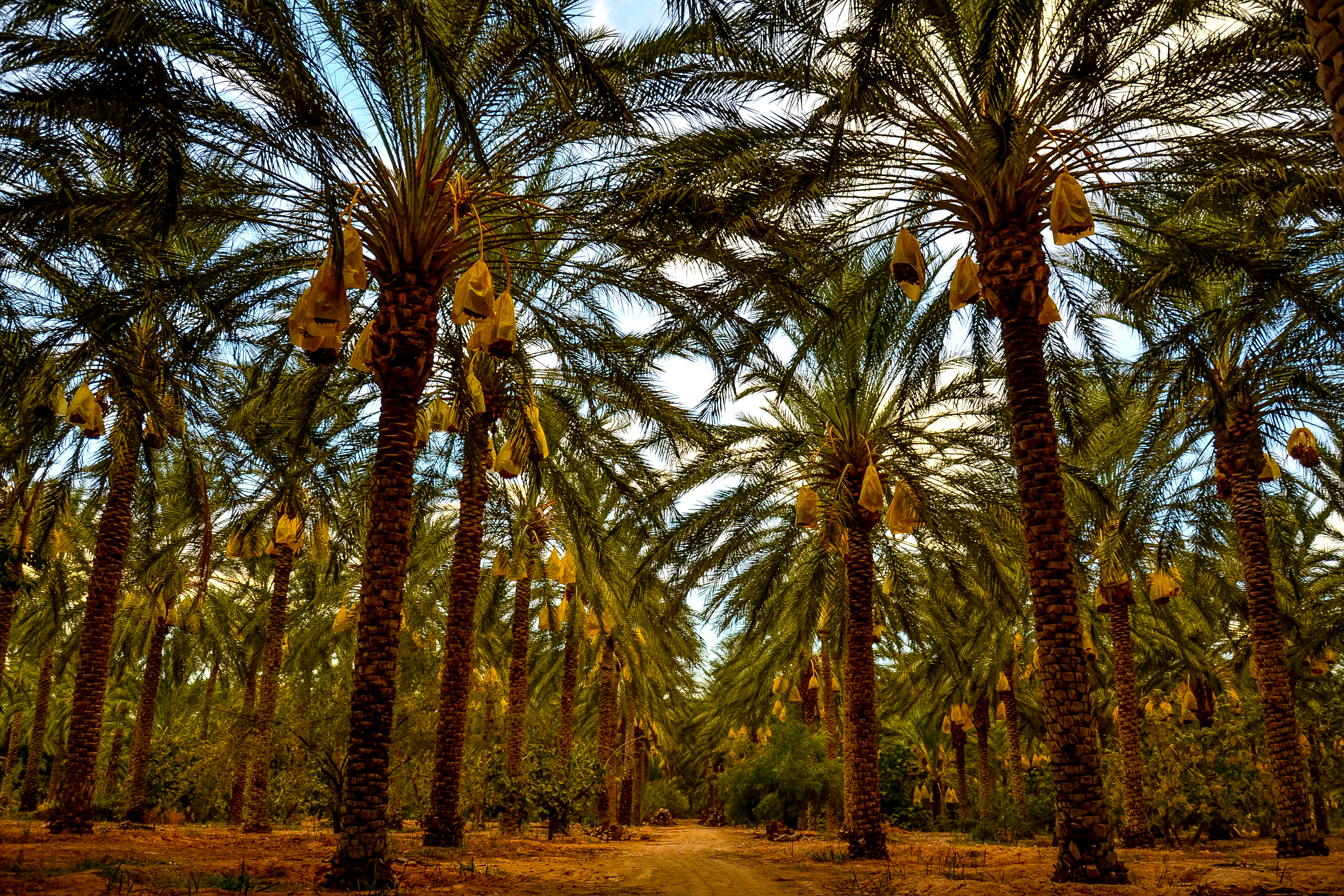 PalmBites Farms and Workers